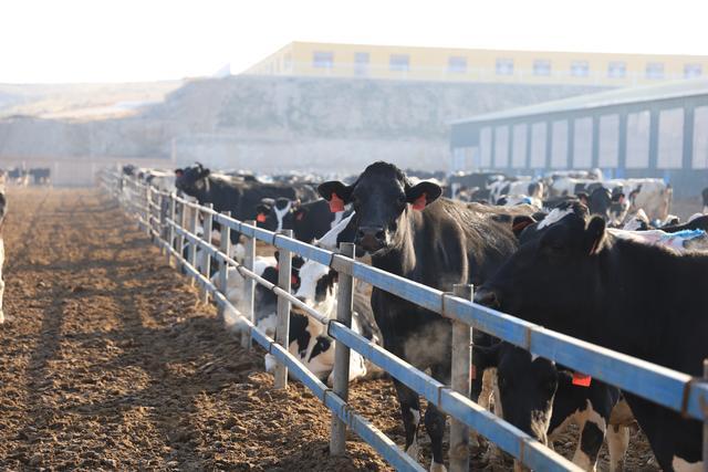 乳制品的安全问题,自给率有什么用