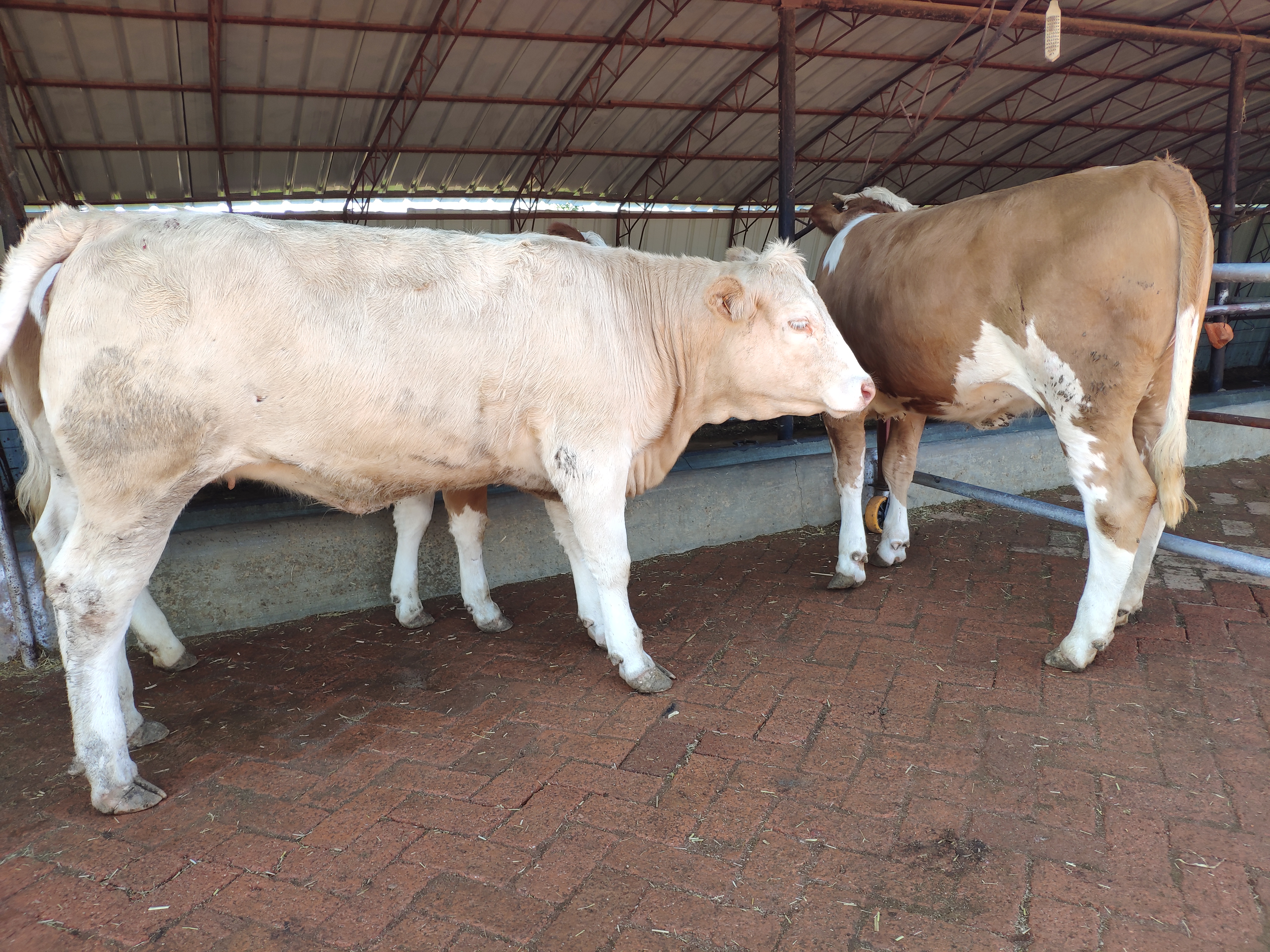 养殖行业的辛苦和付出,养殖是个辛苦活