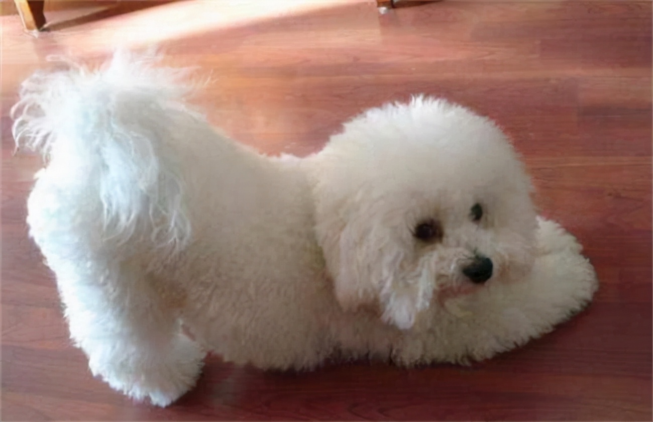 灵缇狗价格多少钱一只,什么狗适合家养价格便宜