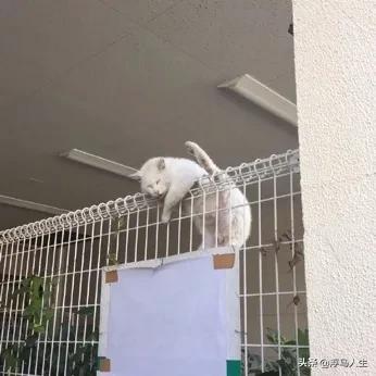 猫为什么会做梦,猫咪也会做梦吗都梦到了啥