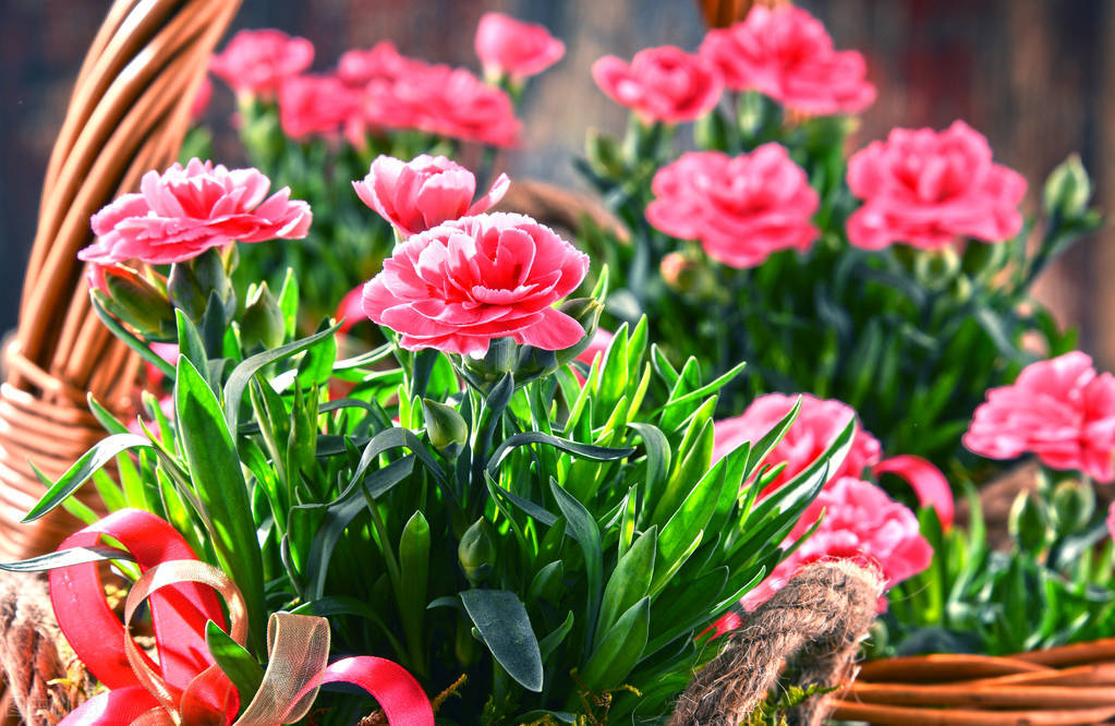 开一间鲜花店,开家鲜花店怎么样
