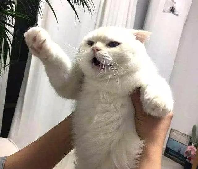 猫咪怎样才会放下戒备,猫咪应该怎样抱才不会乱跑