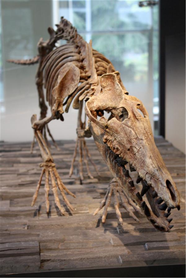 鲸不是鱼为何还被称为鲸鱼,鲸从陆地到海的进化史