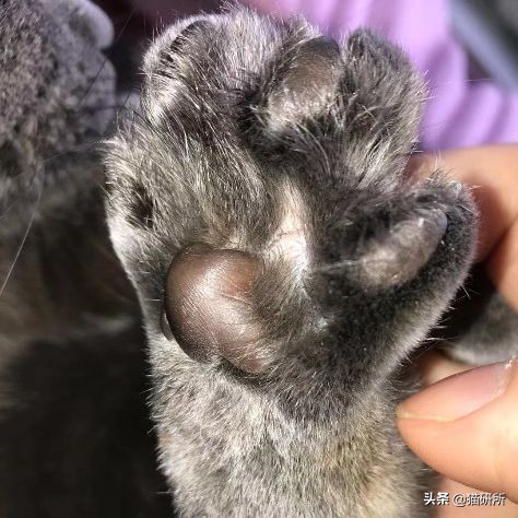 每天15分钟,医生手把手教你做17项猫咪全身检查