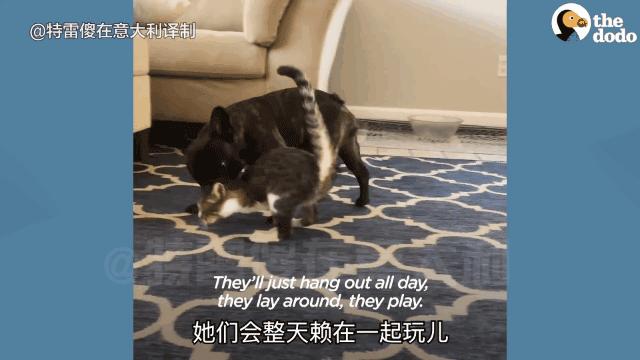 如果你遇到一只流浪猫你会怎么做,如果你遇到流浪猫你该怎么办