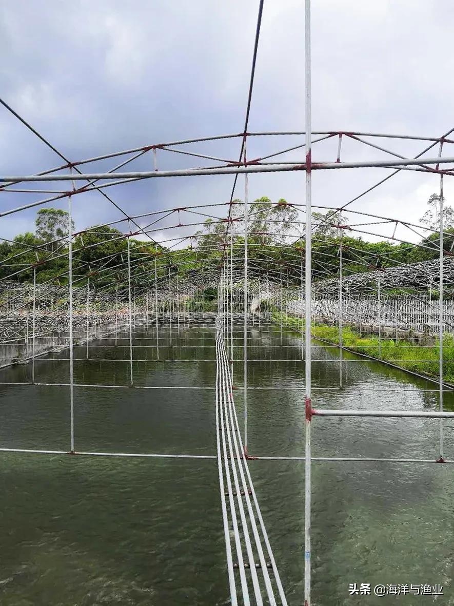 广东淡水白鲳鱼苗养殖,广州淡水鲳鱼苗养殖基地