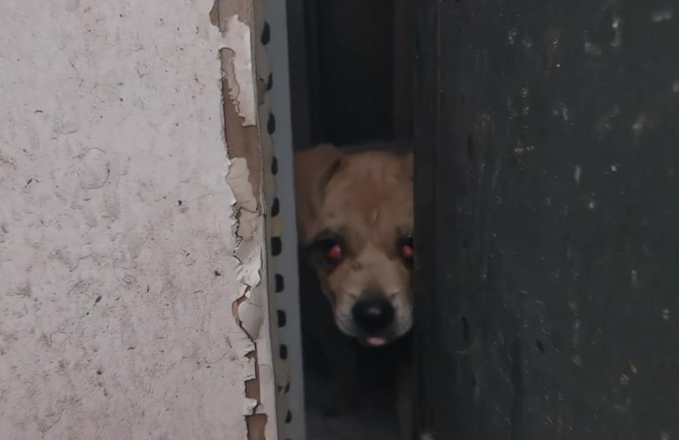 东北：因息肉，小奶狗被赶出家门成为流浪狗，获救后狗狗成功逆袭