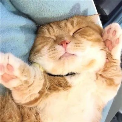 猫待产提前适应待产窝,小母猫第一次待产要准备什么