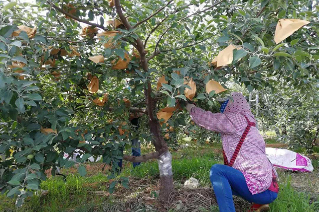 为什么苹果苗会变红,为啥你种植的果树不长根