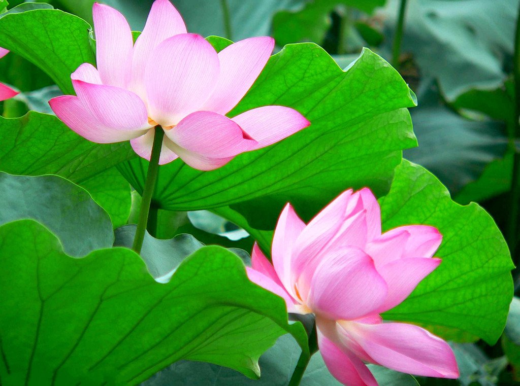 在花卉世界里，我最喜欢的20种美丽的花，花香花美