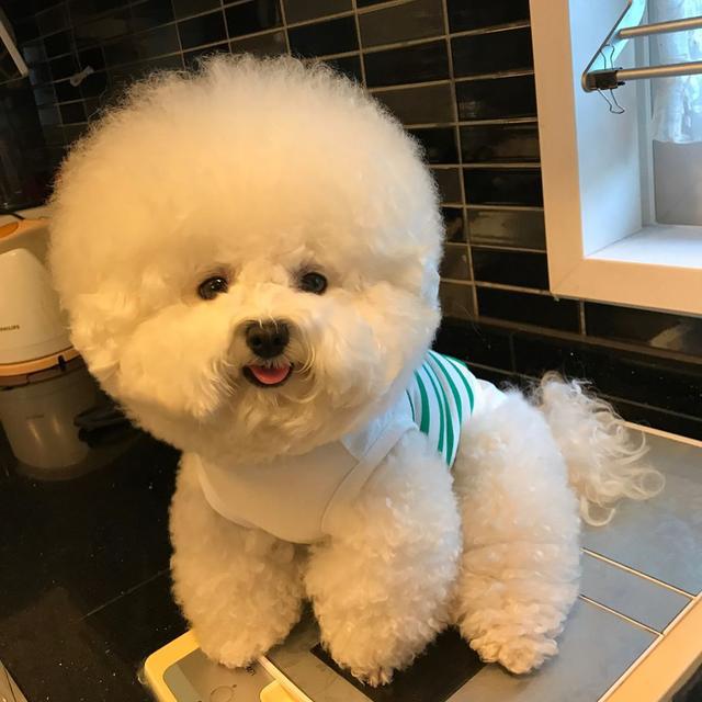 这些狗是“笑面狗”,它犯错了,你也不舍得打