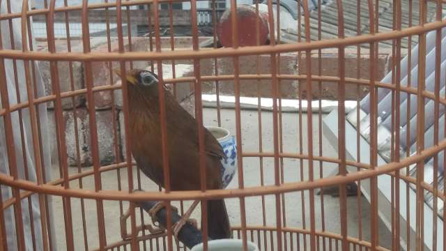 养鸟知识讲解画眉鸟,养鸟经验分享画眉鸟爱鸟护鸟