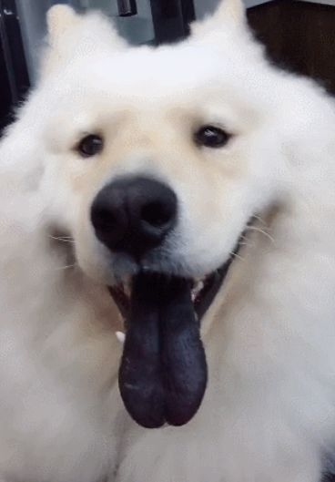 狗狗一直喘气但舌头颜色正常,宠物狗舌头黑正常