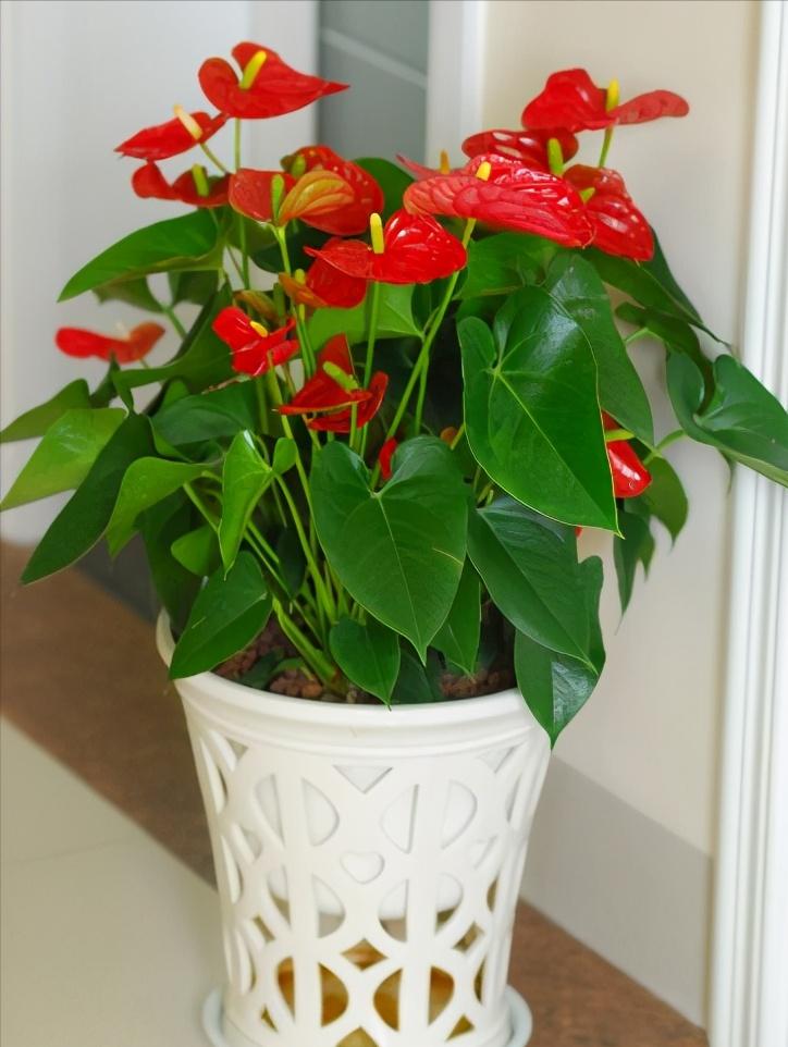 8种懒人花,爬墙爆花懒人月季