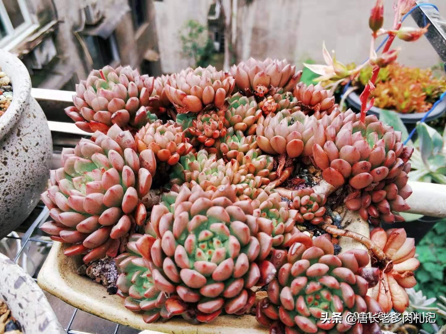 多肉蓝精灵长花箭咋办,红宝石为什么又细又长