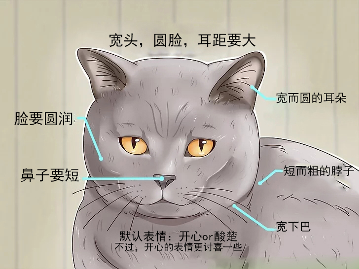 英国短毛猫银渐层如何判断纯种,英国短毛猫怎么看是不是纯种