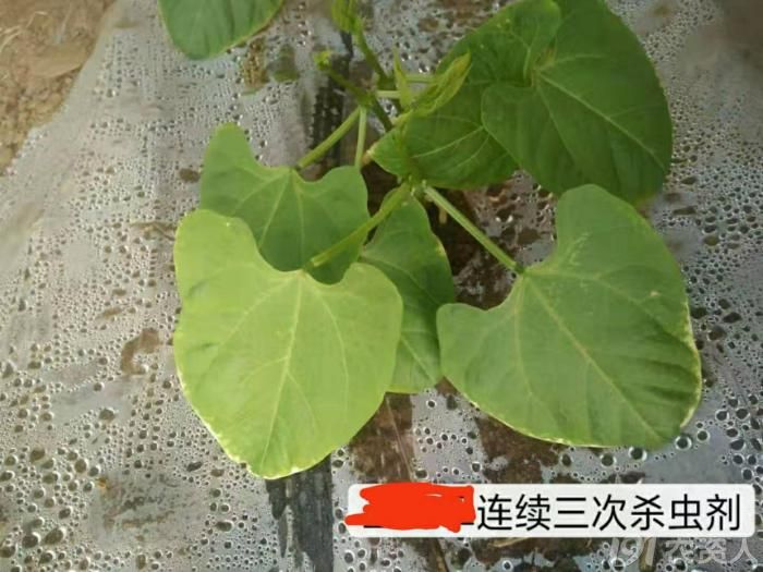 秋豆角的管理技术,豆角连续阴雨天气怎么管理