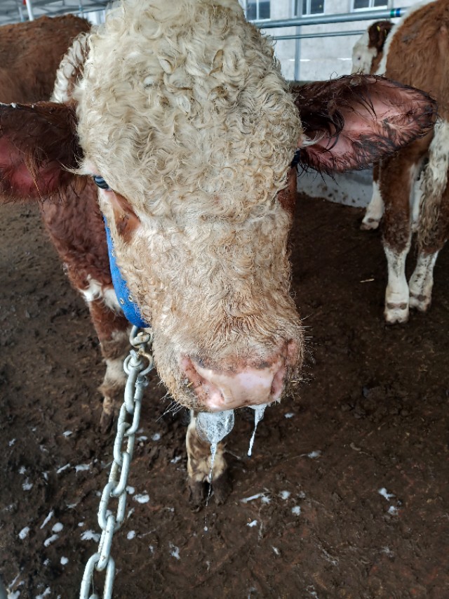 牛口蹄疫一般几天结束,牛口蹄疫怎么治