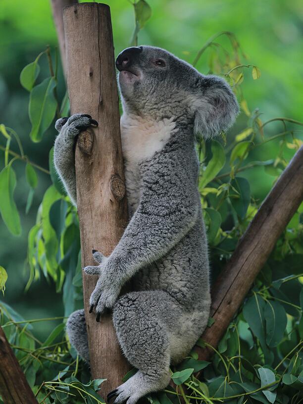 2019广州长隆动物园有哪些动物,广州长隆动物园多少个动物