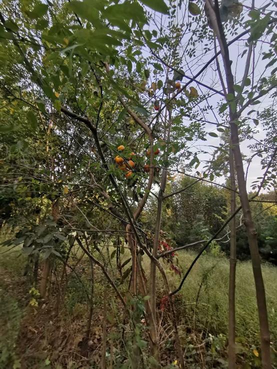 临沂郯国陵墓,山东郯城县马陵山汉代古墓群