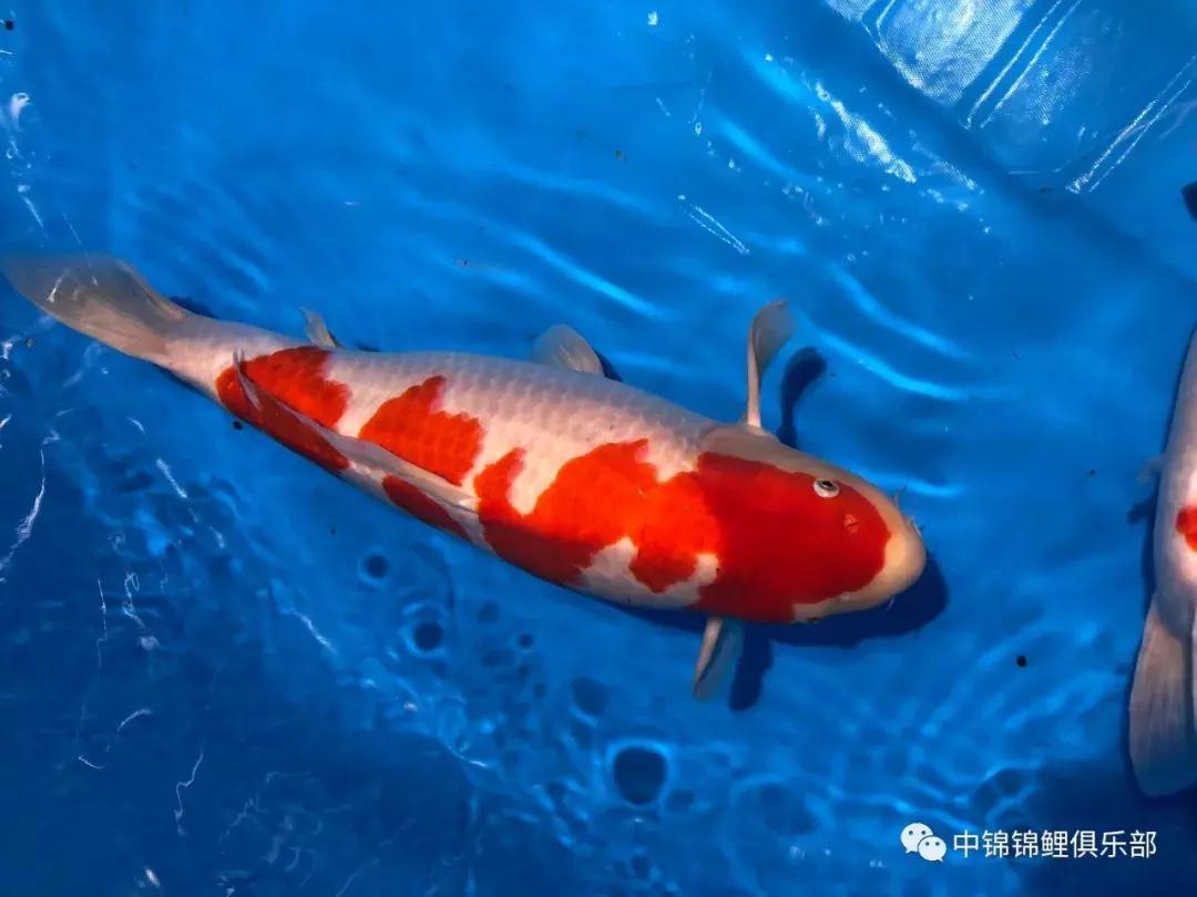 閿﹂菠鍠傞杩囧鏈変粈涔堢棁鐘跺悧,鏃ユ湰閿﹂菠鎬庝箞鍠傞