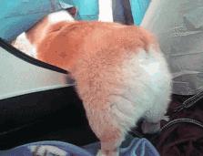 灏忕煭鑵挎煰鍩烘悶绗戣棰戝ぇ鍚堥泦,鍙埍鐨勫皬鐭吙鏌熀鐙楃嫍