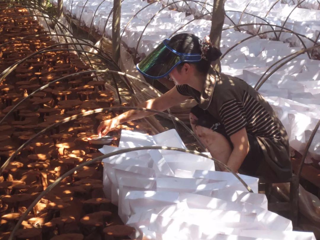 灵芝创始人,灵芝大王余胜