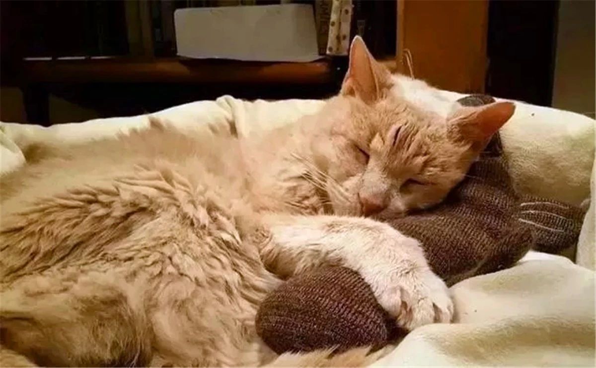 猫咪喝酒对身体有什么危害,猫咪吃太多肝脏会怎么样