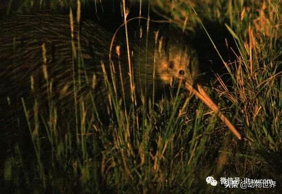 奇异鸟的样子,奇异鸟在哪里