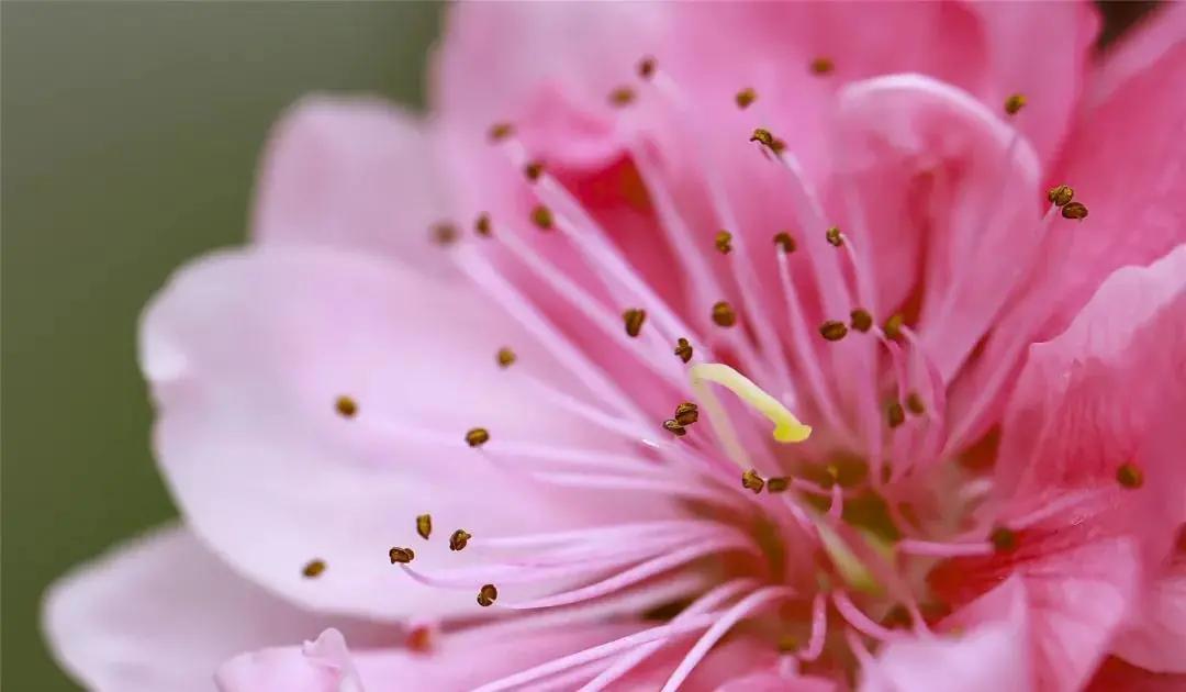 广州现在花开的季节,广州现在什么花开了