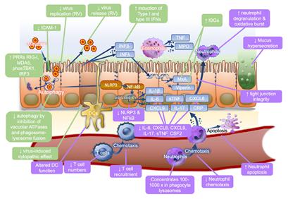 阿奇霉素治疗支原体感染疗程方案,阿奇霉素治疗支原体感染的用药量