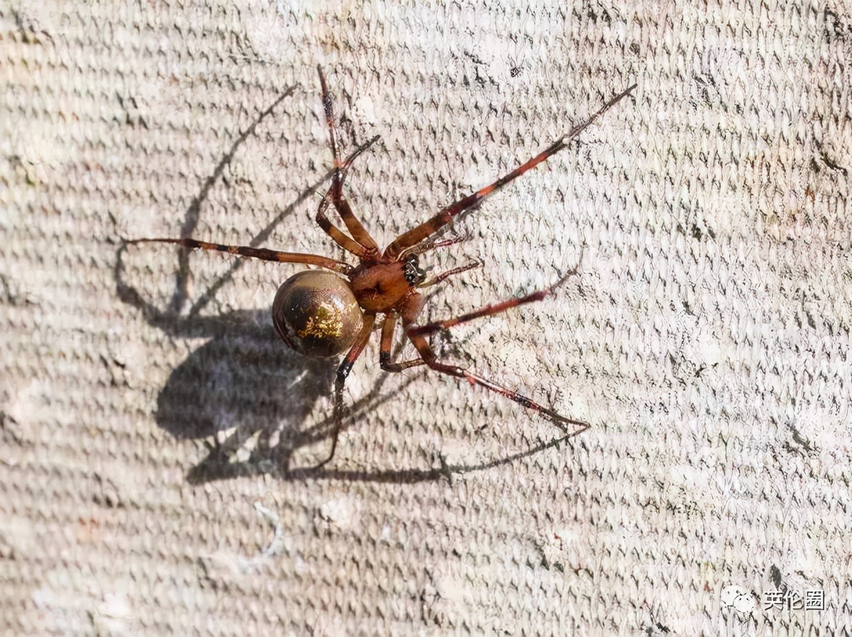 一只蜘蛛让学校停课,一只蜘蛛跑进教室学生的反应