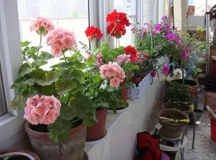 花卉绿植要怎么养护才长得好,养花技巧家庭养护绿植的小方法