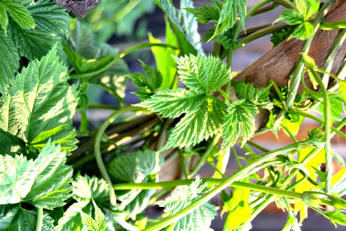 额尔古纳室韦娜吉之家民宿,额尔古纳寻梦临江民宿住宿团购