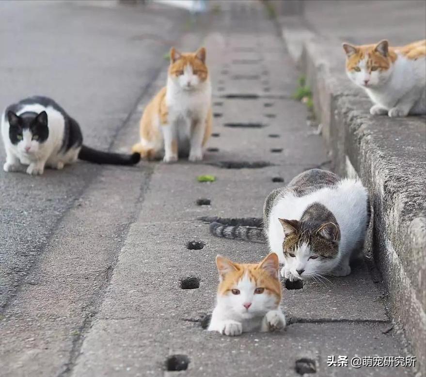 田园猫被抛弃会有什么后果,为什么越来越多人喜欢田园猫