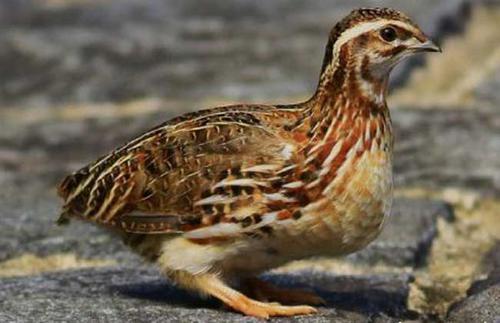 10000只鹌鹑养殖大概要多少个平方,鹌鹑养殖赚钱吗