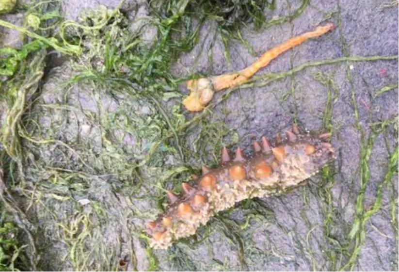 海参化皮原因及处理方法,预防海参化皮的方法