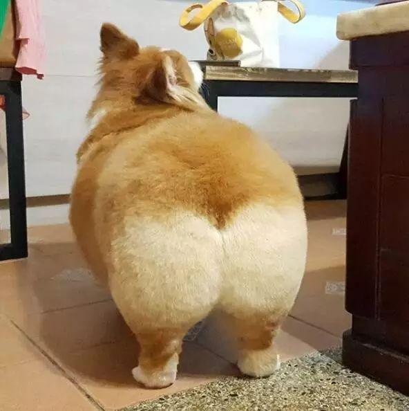 头条小知识:为什么肛门附近会长毛?可以除掉吗?