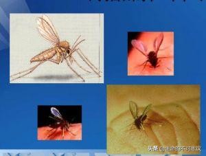 历史上的瘟疫是靠什么战胜的,中国历史上有几次大瘟疫