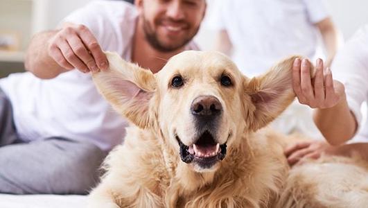老年狗后腿无力站不起来怎么办,如何照顾老年犬这几点很关键