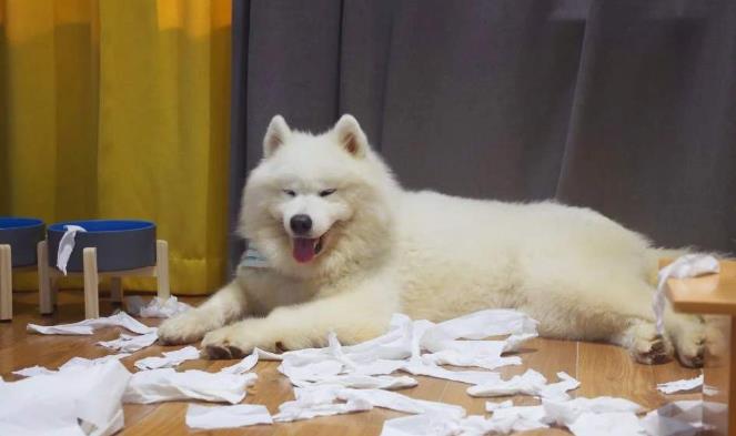 各种犬的性格分析,中型犬性格好的有哪些