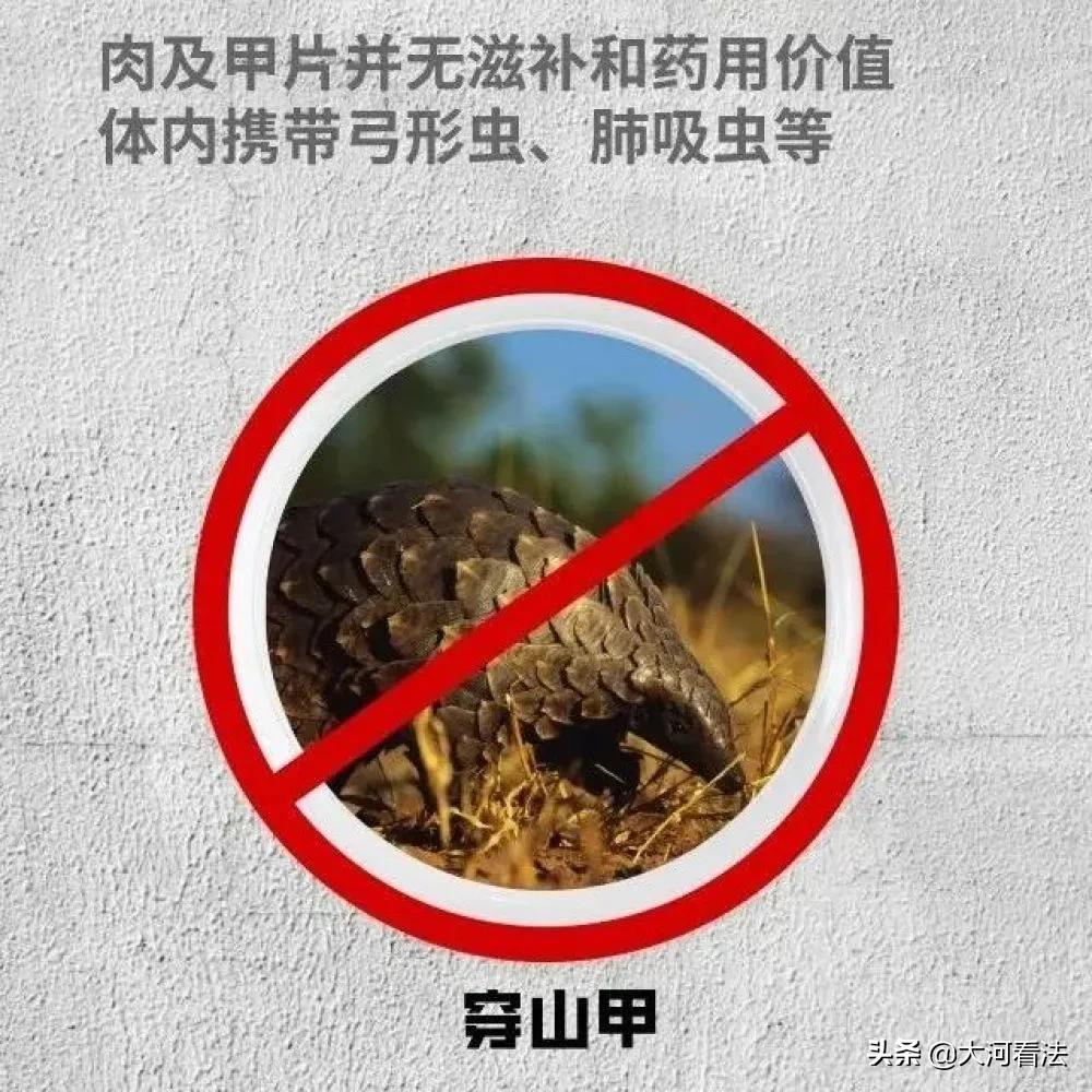 哪些动物属于野味,野生动物哪种最好吃