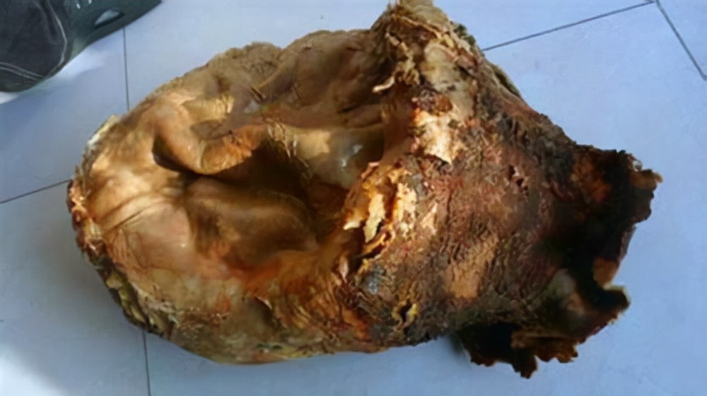 太岁的功效与作用有科学依据,吃传说中的太岁