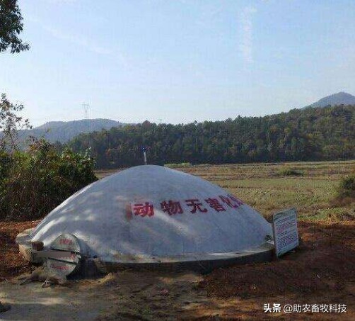 养羊夏季怎样减少骚臭味,养羊低温处理法