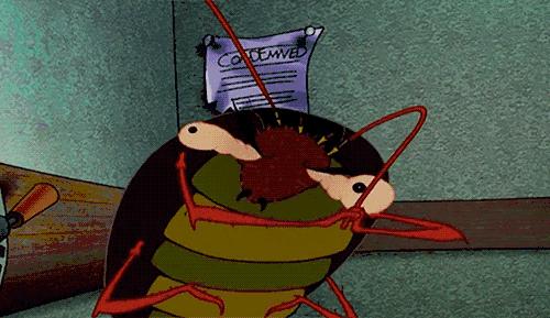 蟑螂防治带你了解不一样的蟑螂,蟑螂是家里最可怕的一种害虫