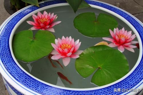 无土水培睡莲荷花四季开花,莲花睡莲种子水培怎么养