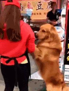 金毛优缺点大全,养金毛优缺点