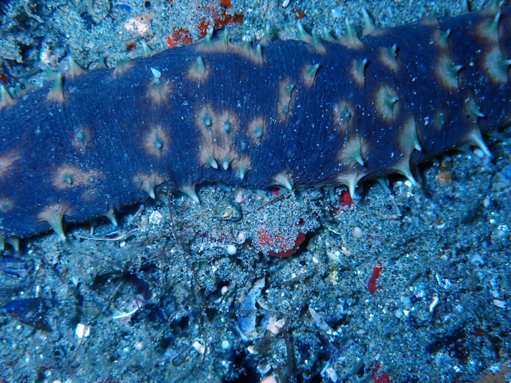 水摄之海参(4):黄疣海参(安汶)