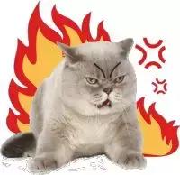 严重脱发快秃了怎么办,第一批90后秃头怎么办