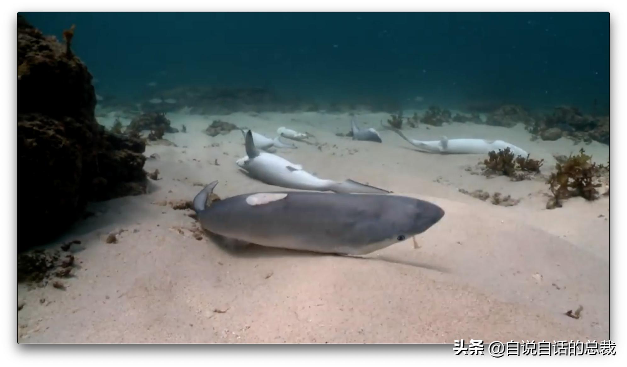 美国探测深海潜艇失踪事件,美国海神号发现了什么